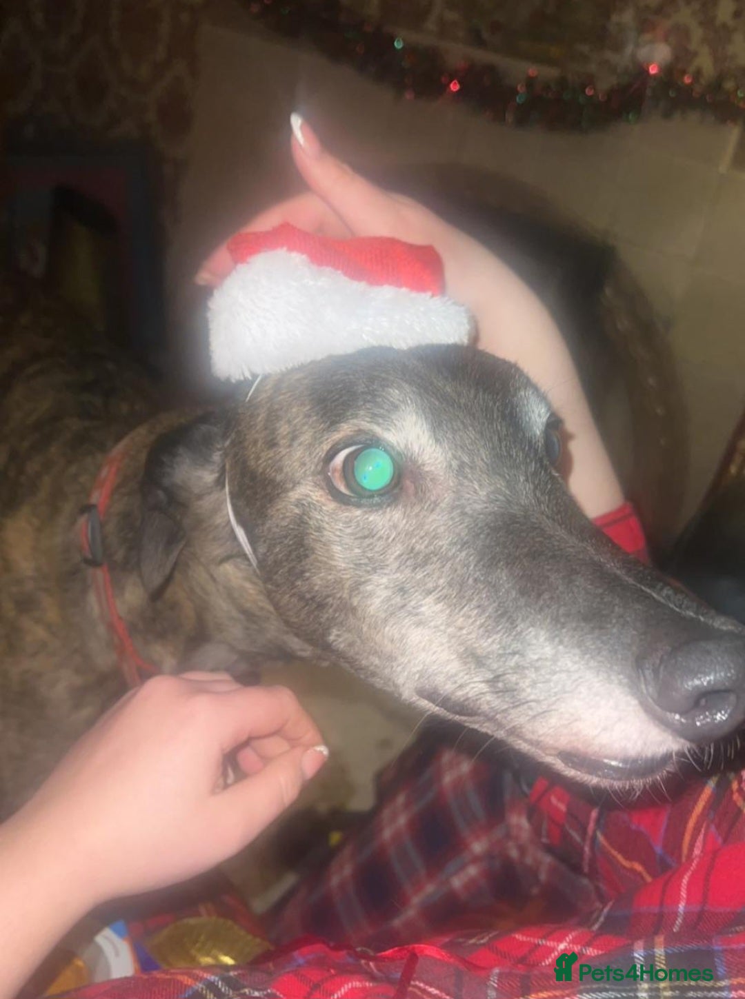 Greyhound dogs for sale: Ex racer looking for a new sofa - Advert 13