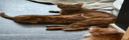 Mixed Breed cats for sale: Three beautiful ginger kittens  - Advert 3