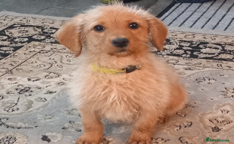 Labradoodle dogs - Advert 3