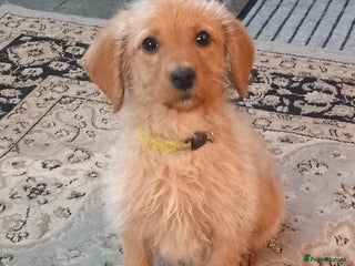 Labradoodle dogs - Advert 26