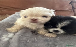 Pekingese dogs for sale: Pekingese puppy (3 girls and 3 boys left) - Image 17