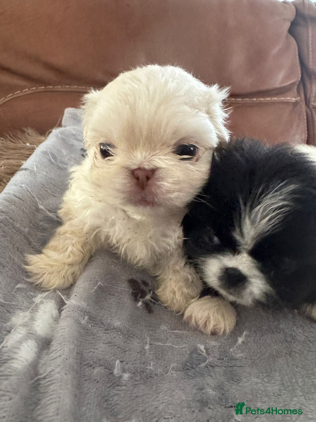 Pekingese dogs for sale: Pekingese puppy (3 girls and 3 boys left) - Image 17