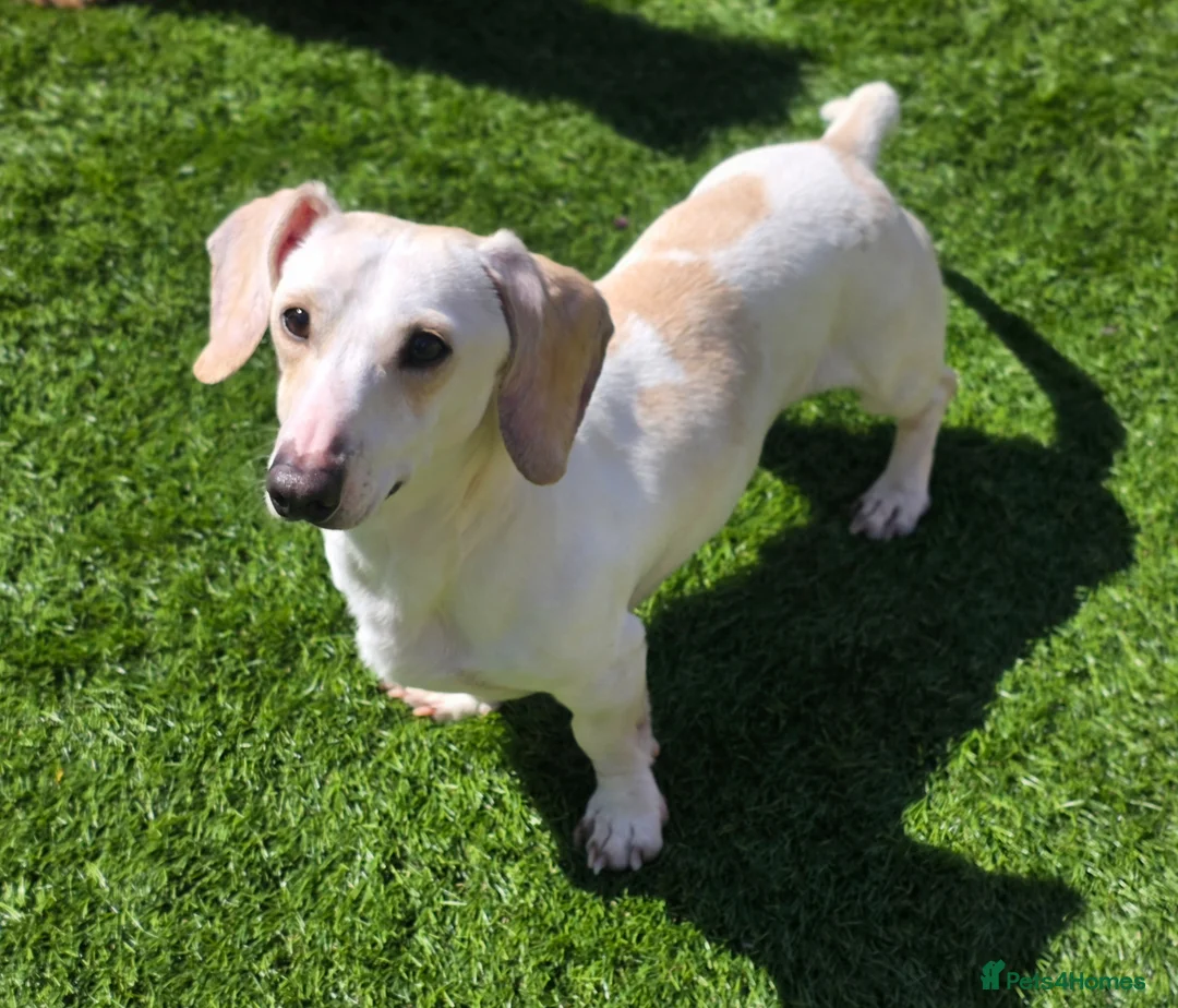 Miniature Dachshund dogs for sale: KC Cream Piebald  - Advert 1