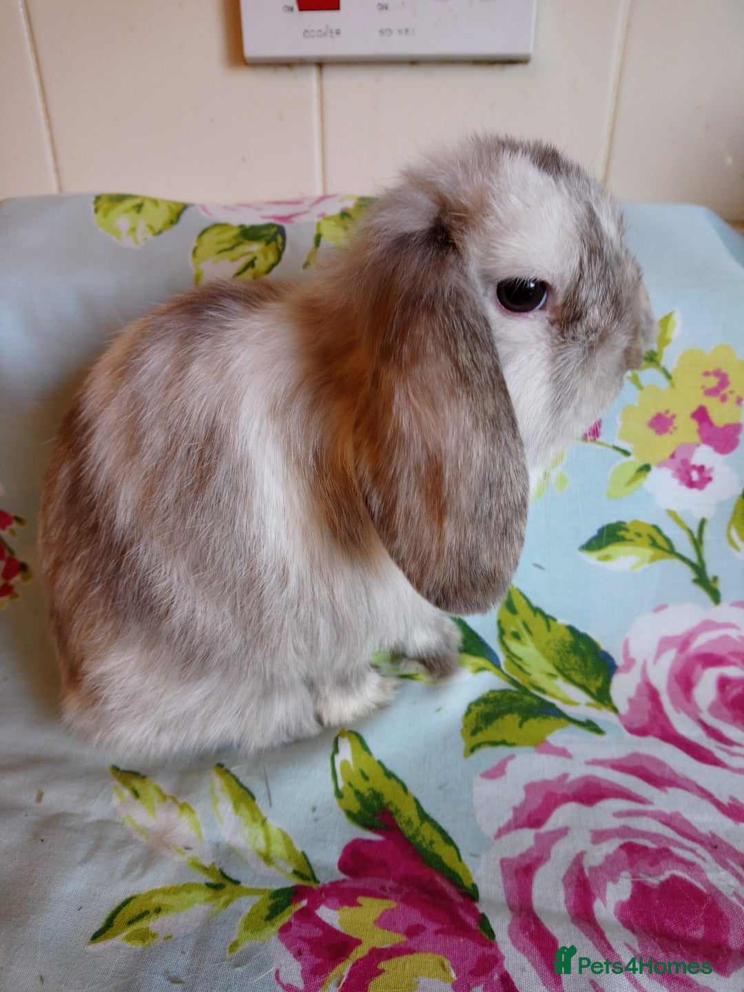Mini Lop rabbits for sale: Pedigree Mini Lops - Advert 7