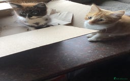 Mixed Breed cats for sale: Fluffy kittens. - Image 4