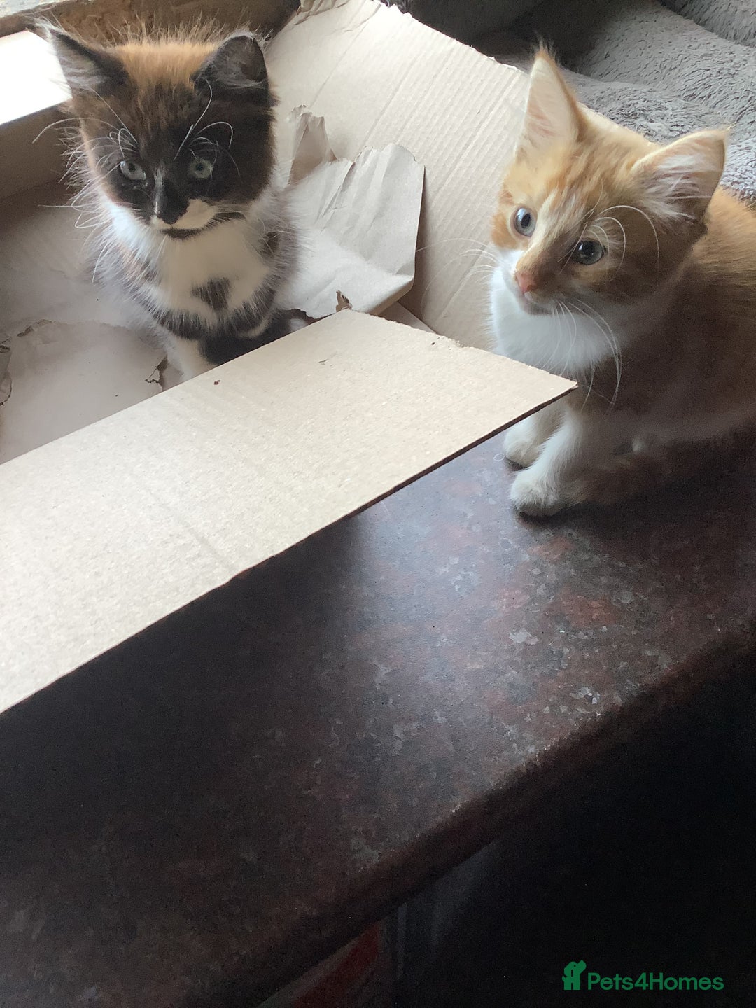 Mixed Breed cats for sale: Fluffy kittens. - Image 4