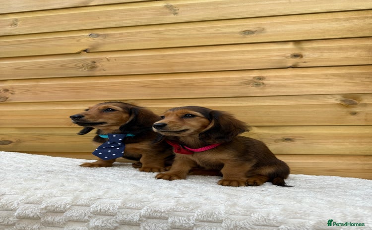 Dachshund dogs - Advert 9