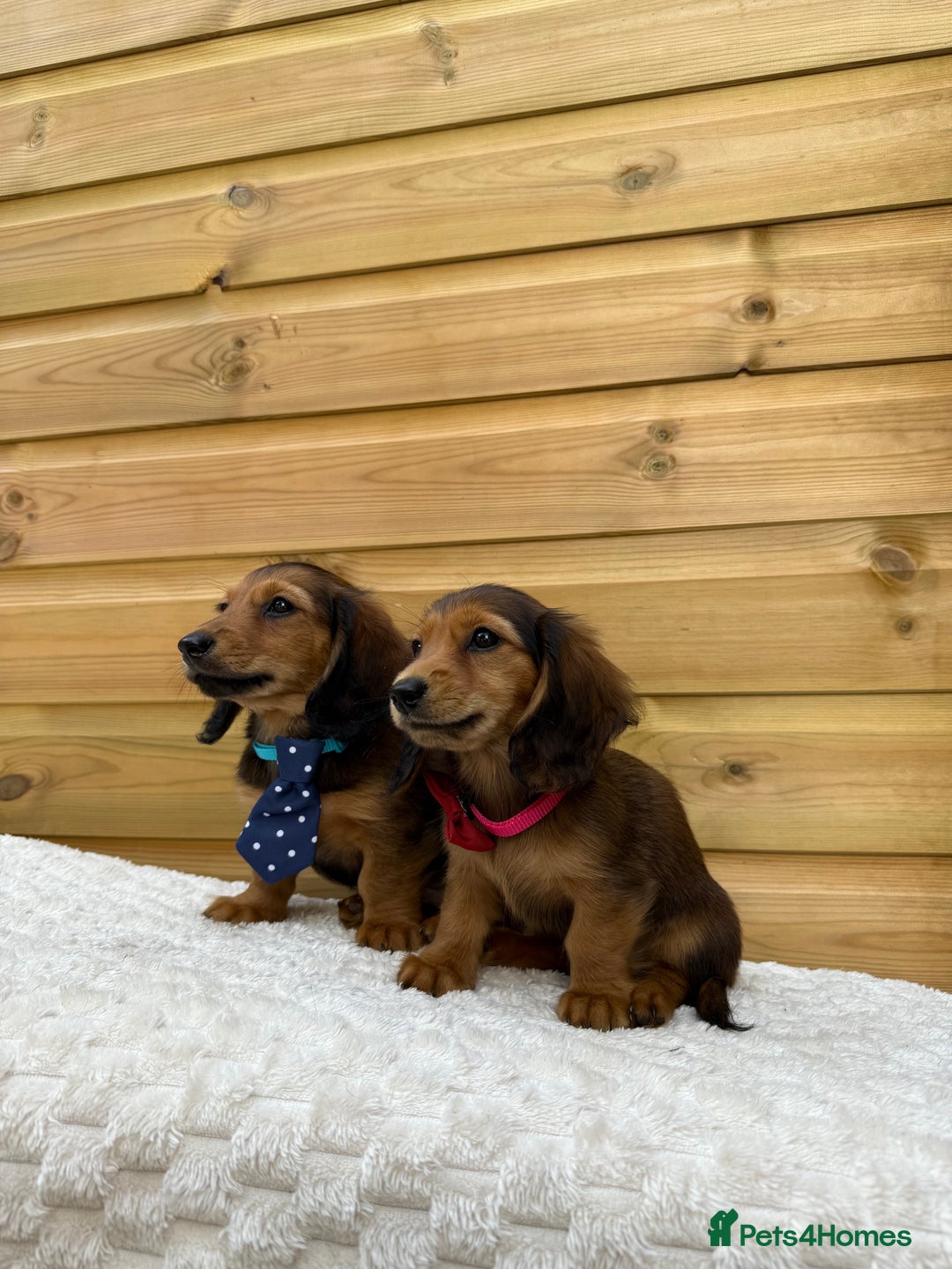 Dachshund dogs for sale: PRA clear miniature dachshund puppies long hair - Image 1