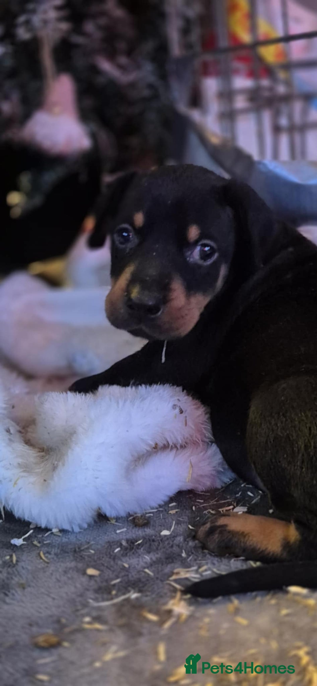 Dobermann dogs for sale: 🐾 Doberman Puppies for Sale – Ready 7th January  - Advert 7