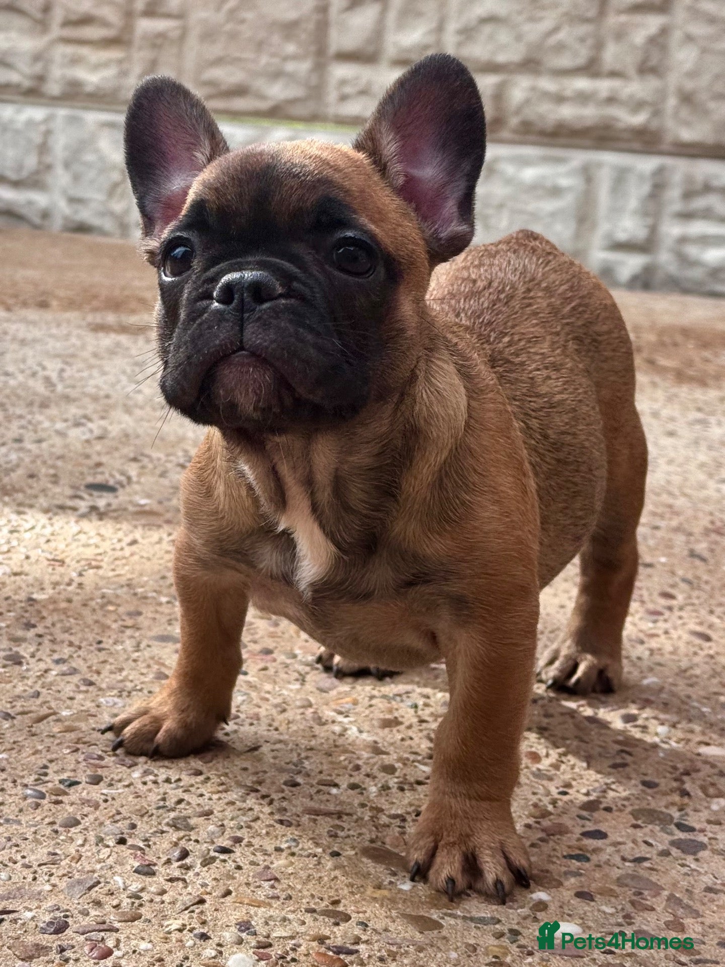 French Bulldog dogs Champion Sired red fawn French bulldog puppies  - Advert 2