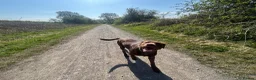 Labrador Retriever dogs for sale: Stunning chocolate Labrador  - Advert 8