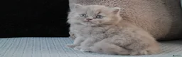 British Shorthair cats for sale: TICA British Shorthair & Longhair Kittens  - Advert 10