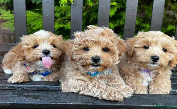 Maltipoo dogs for sale - Advert 1
