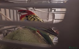 Parrots birds for sale: Eastern rosella - Image 3