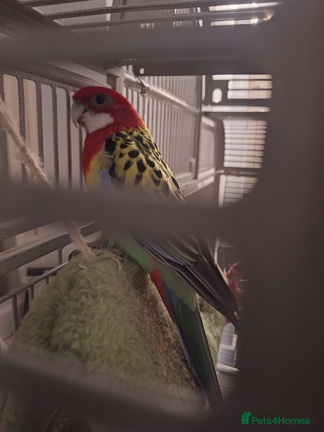 Parrots birds for sale: Eastern rosella - Image 3