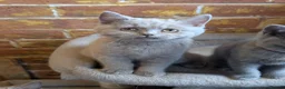 British Shorthair cats for sale: GCCF British Shorthair kittens  - Advert 2