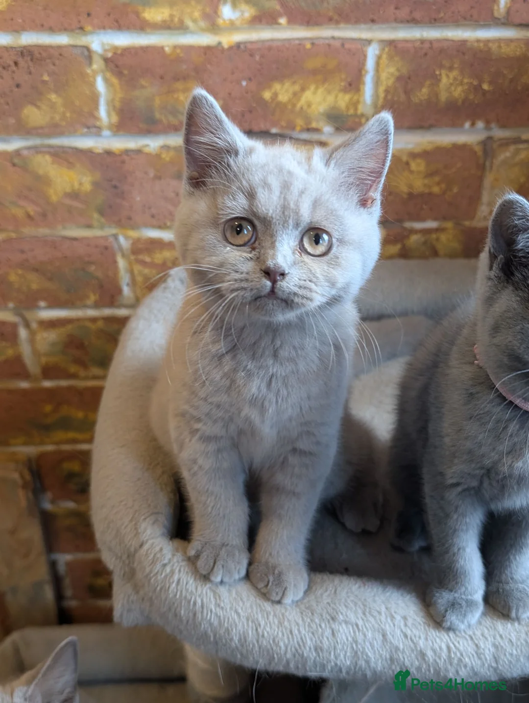 British Shorthair cats for sale: GCCF British Shorthair kittens  - Advert 2