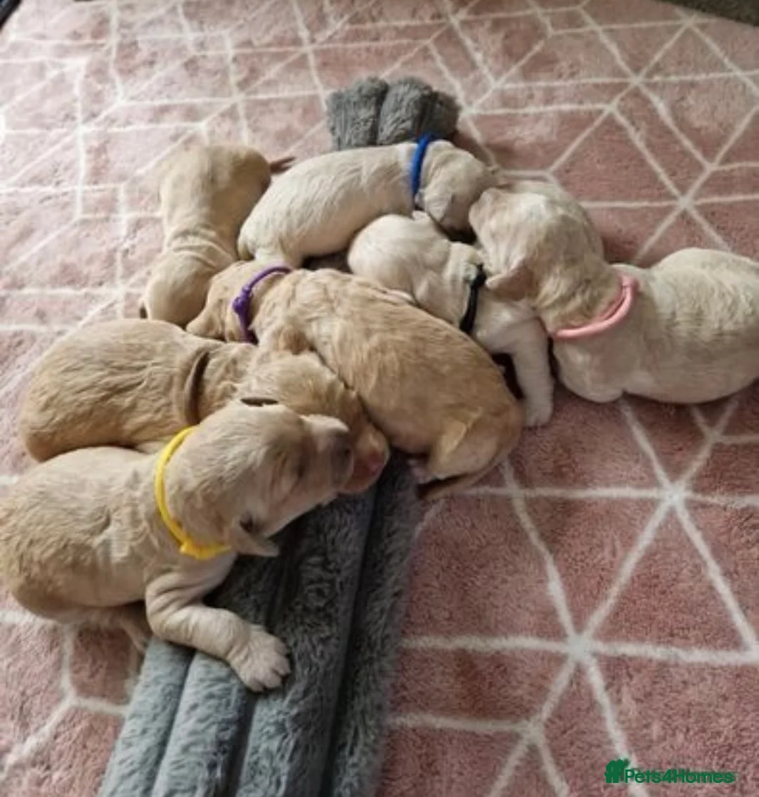 Labradoodle dogs for stud: Australian Labradoodle Stud (Health Tested) in Great Yarmouth - Advert 20