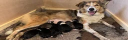 Mixed Breed dogs for sale: Working Welsh sheepdog X Border collie pups - Advert 4