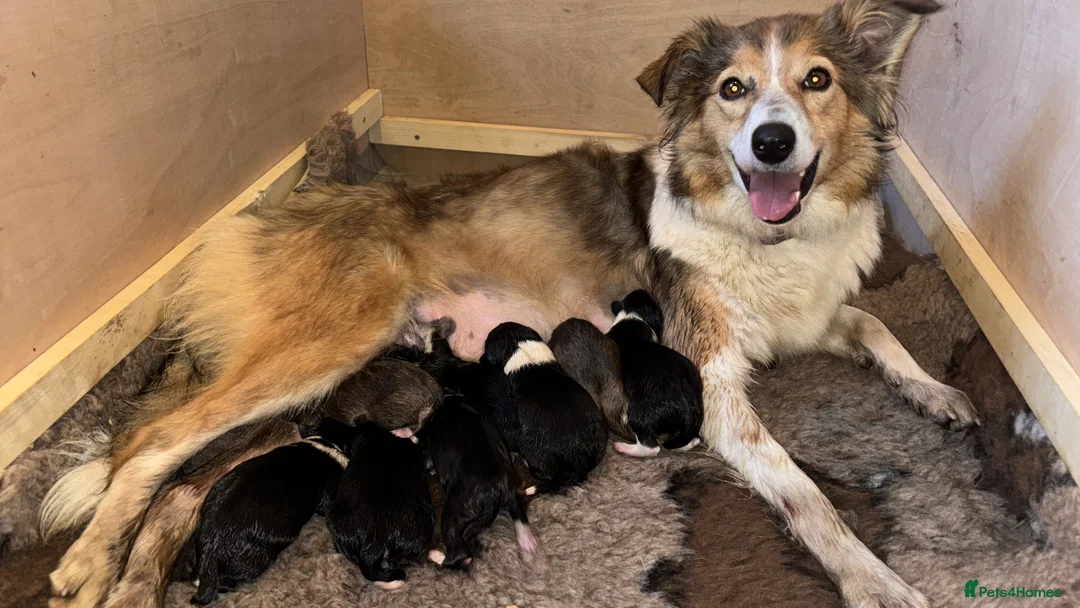 Mixed Breed dogs for sale: Working Welsh sheepdog X Border collie pups - Advert 4