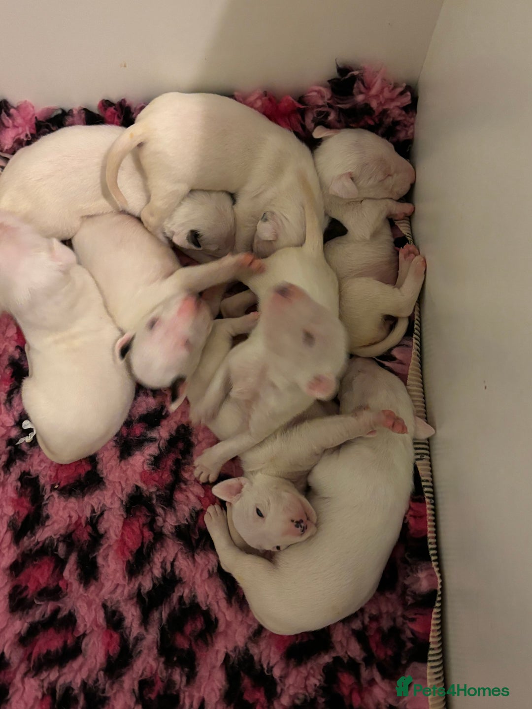 Bull Terrier dogs for sale: 🇬🇧🇬🇧BULLYVIEW BULL TERRIERS🇬🇧🇬🇧 - Advert 3