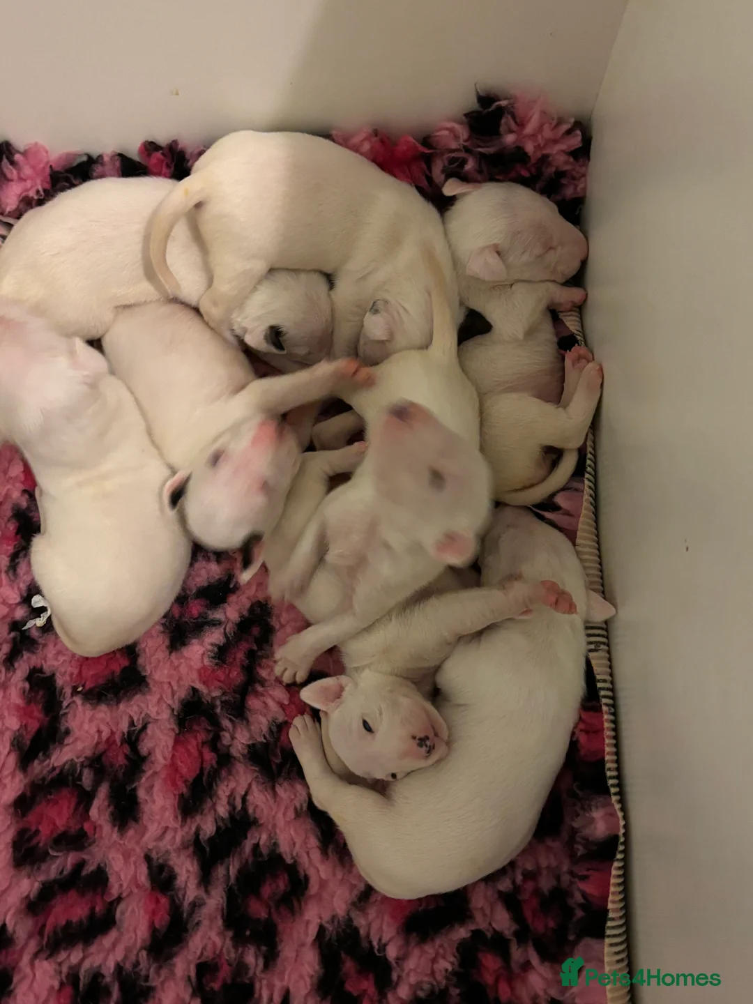 Bull Terrier dogs for sale: 🇬🇧🇬🇧BULLYVIEW BULL TERRIERS🇬🇧🇬🇧 - Advert 9