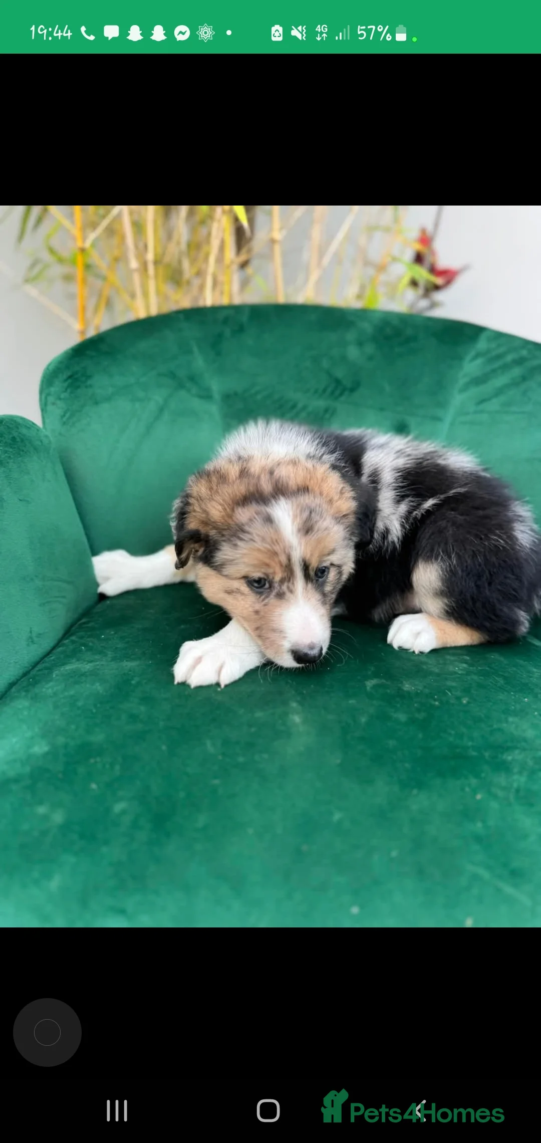 Border Collie dogs for stud: Proven pure bred tri coloured merle collie stud in Fakenham - Advert 27