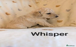 Standard Poodle dogs for sale: Standard poodles - Image 30