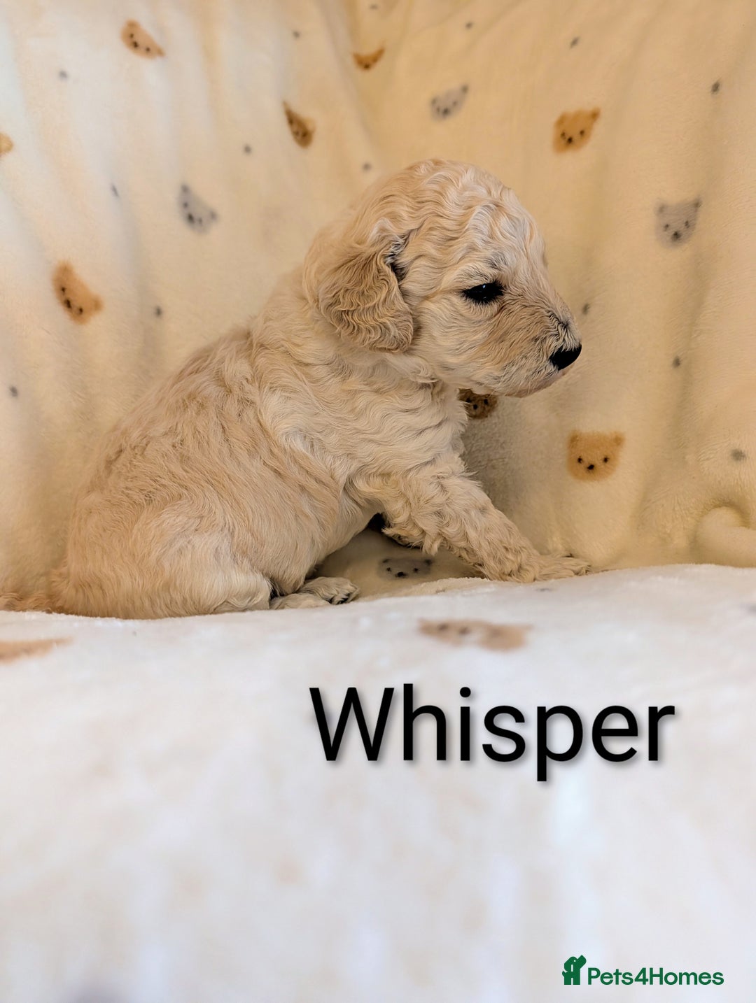 Standard Poodle dogs for sale: Standard poodles - Image 30