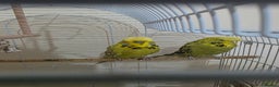 Budgerigars birds for sale: Couple Crested budgies  - Advert 4