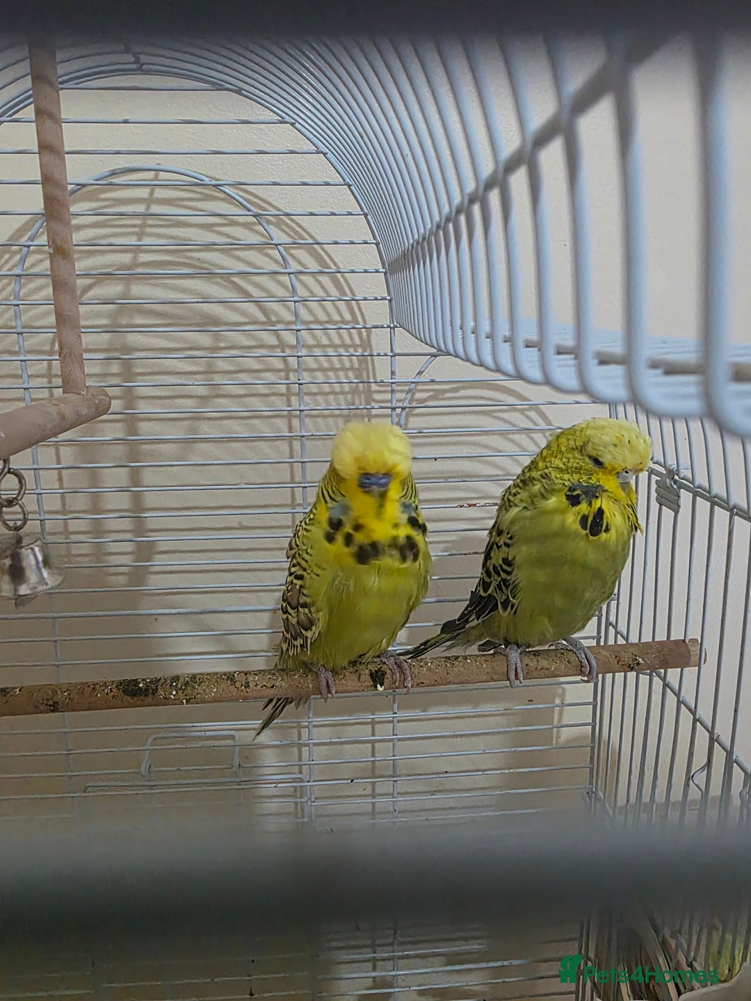 Budgerigars birds for sale: Couple Crested budgies  - Advert 4