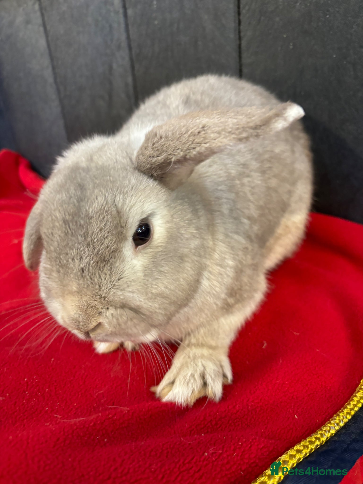 Mini Lop rabbits Stunning house bunny  - Advert 2