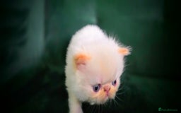 Persian cats for sale: Beautiful and Rare Purebred Persian Kittens - Image 25