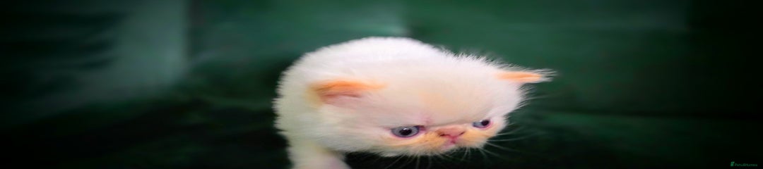Dalí (Male Persian Kitten)