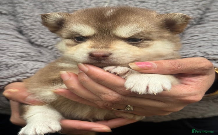 Pomsky dogs - Advert 1