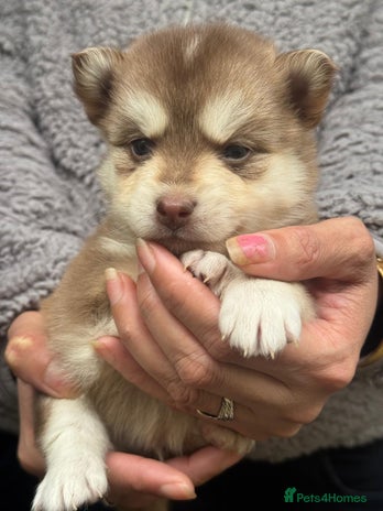 Pomsky dogs - Advert 3