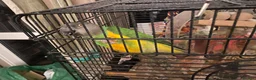 Parrots birds for sale: Parrots for sale - Advert 4
