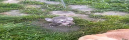 American Bully dogs for sale: Micro pocket bully pup READY! FULLY VACCINATED  - Advert 3