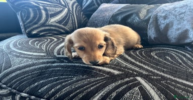 Dachshund dogs - Advert 3