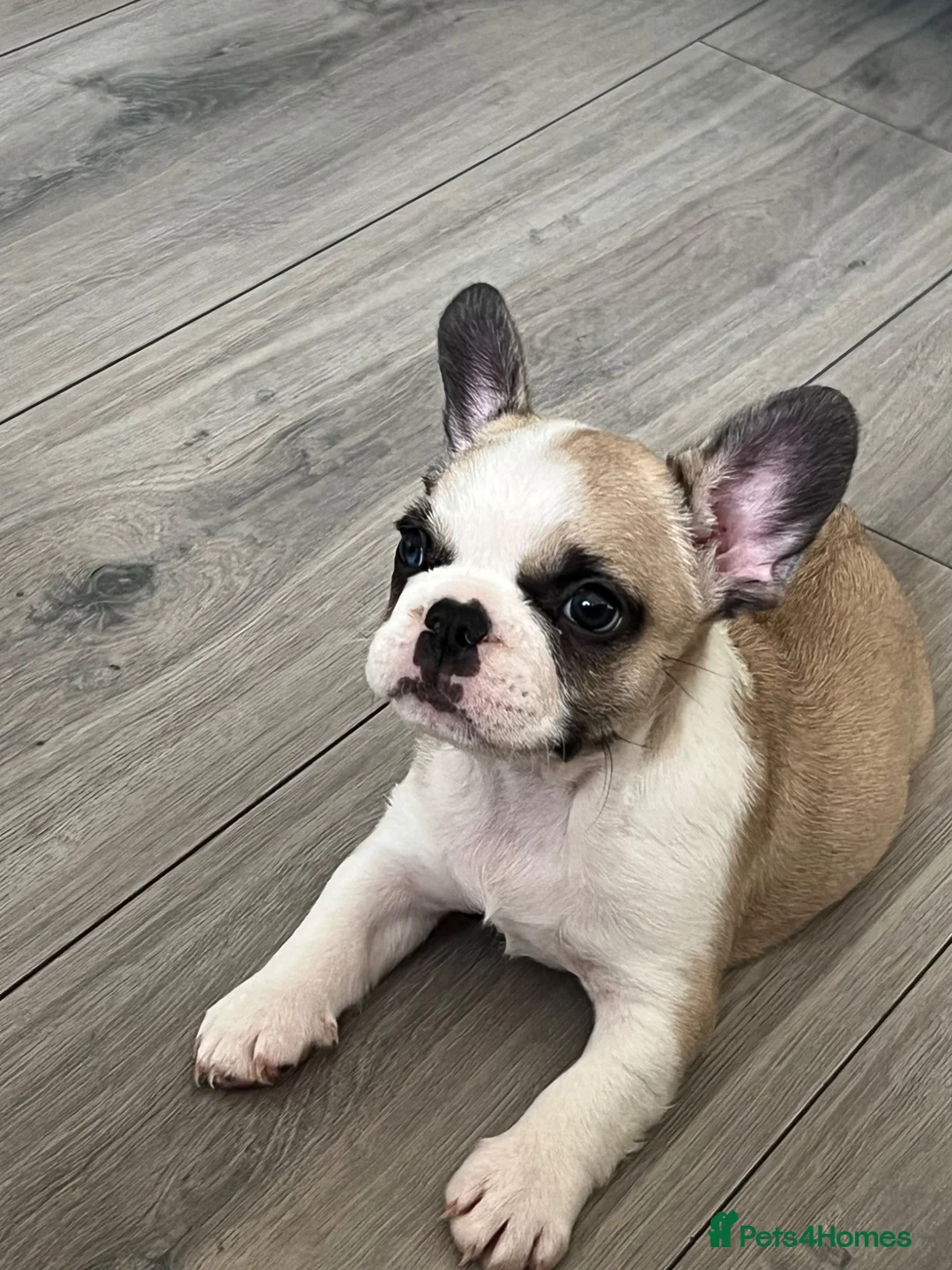 French Bulldog dogs for sale: Last girl available  - Advert 2