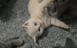 British Shorthair cats for sale: Pretty British shorthair  - Image 8