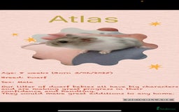Hamster rodents for sale: Hamsters for adoption  - Image 3
