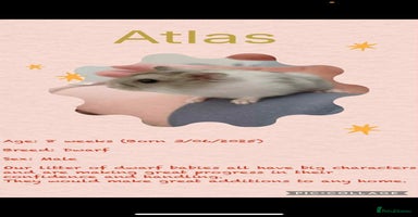 Hamster rodents - Advert 7