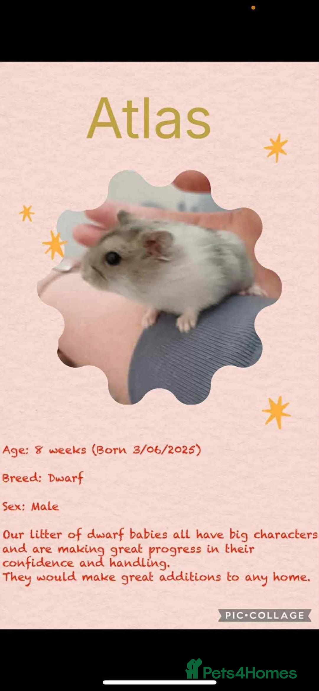 Hamster rodents for sale: Hamsters for adoption  - Image 3