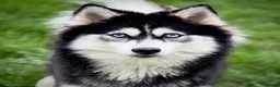 Pomsky dogs for sale: F3 Pomsky Puppies - all blue eyed  - Advert 11