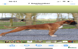 Boxer dogs for sale: Bobtail Boy from Health Tested Parents  - Image 13