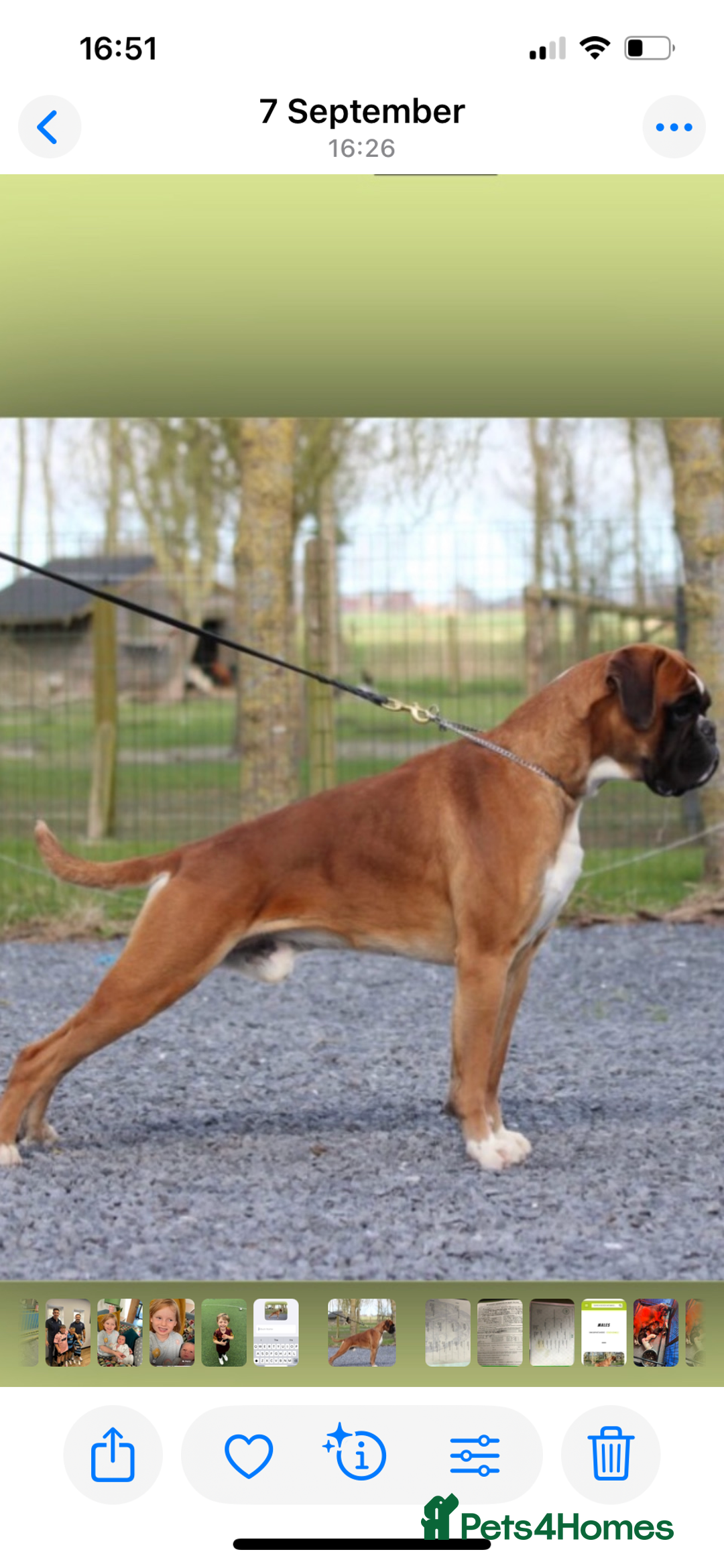 Boxer dogs for sale: Bobtail Boy from Health Tested Parents  - Image 13