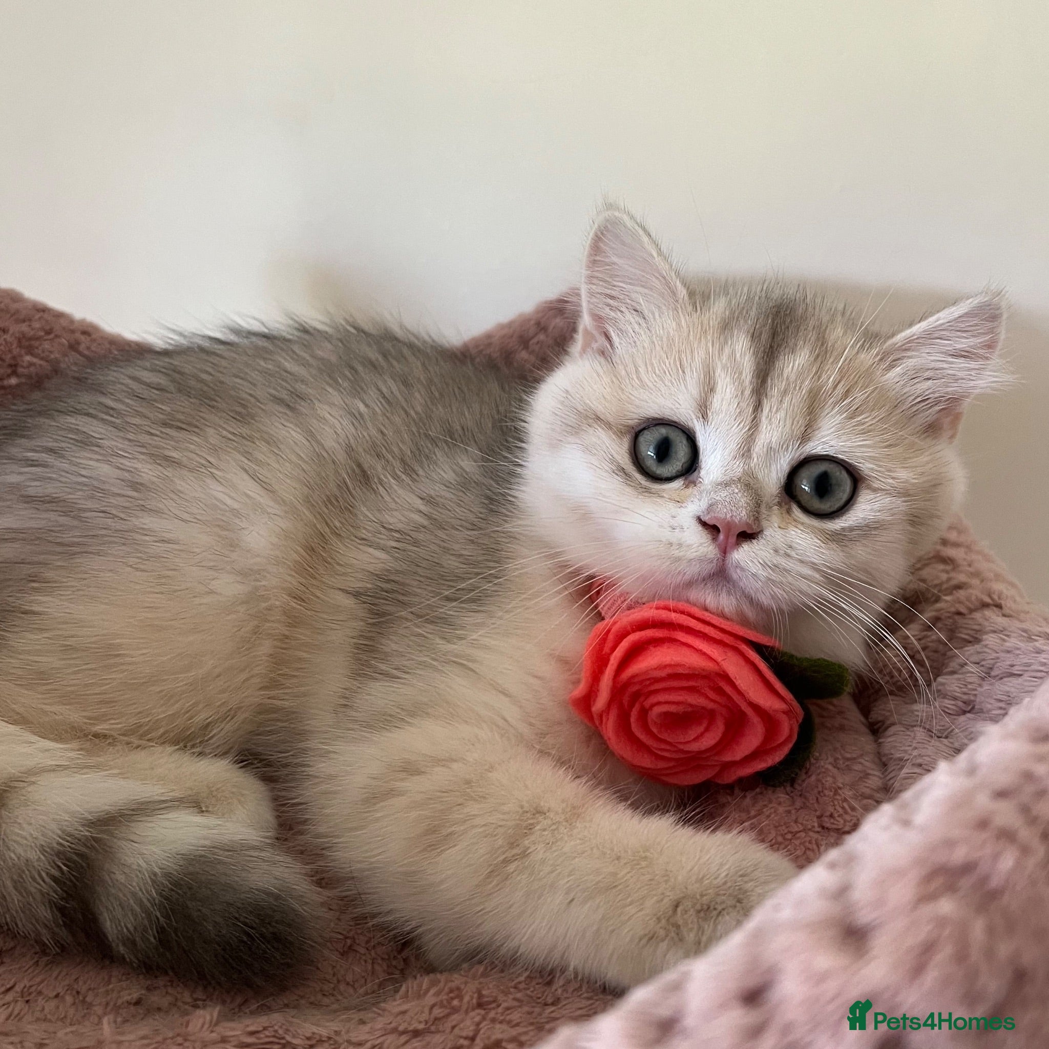 British Shorthair cats Delightful Golden Sunbeams :) - Advert 1