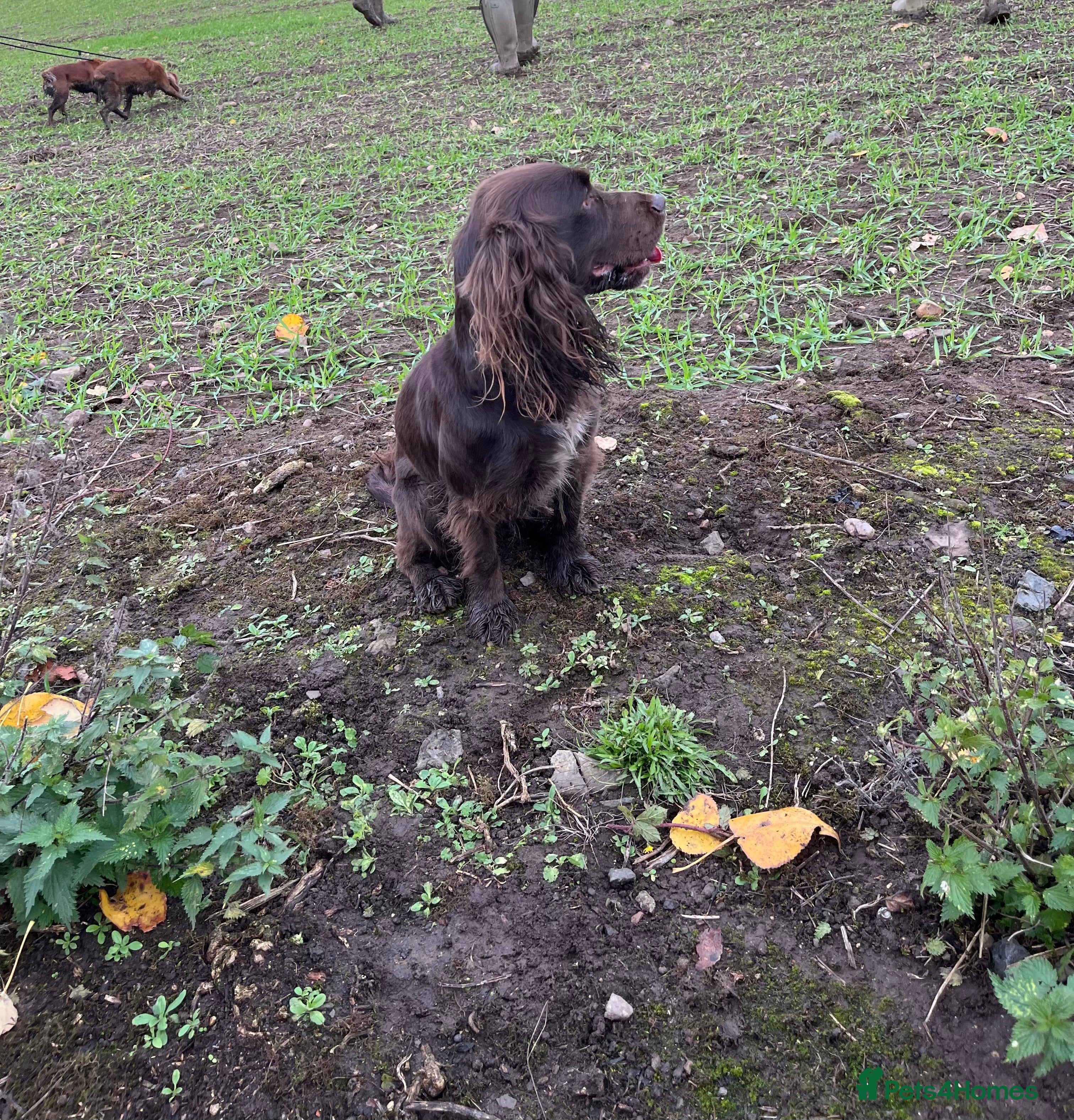 Cocker Spaniel dogs Liver Cocker Spaniel at Stud - Advert 23