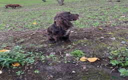Cocker Spaniel dogs for stud: Liver Cocker Spaniel at Stud - Image 1